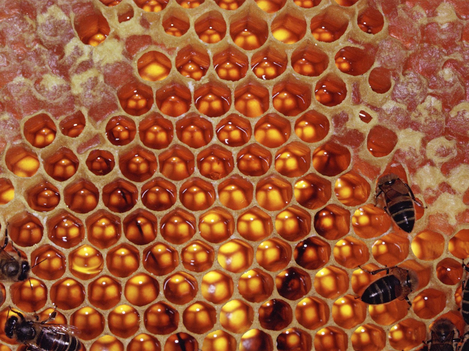560 تن عسل در زنبورستانهای شهرستان قزوین تولید شد