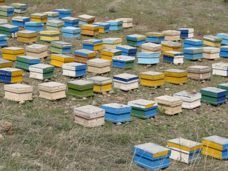 سالانه ۹۰۰ تن عسل در استان قزوین تولید می شود