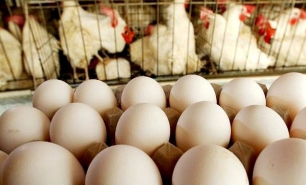 آغاز توزیع مرغ منجمد و تخم‌مرغ تنظیم بازاری با قیمت مصوب در سامانه بازرگام