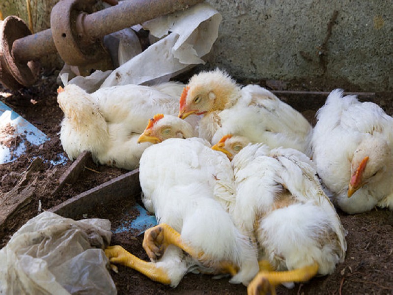 هشدار احتمال بروز بیماری‌های فصلی برای پرندگان