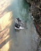 سقوط یک پراید به رودخانه مرزن آباد در جاده چالوس