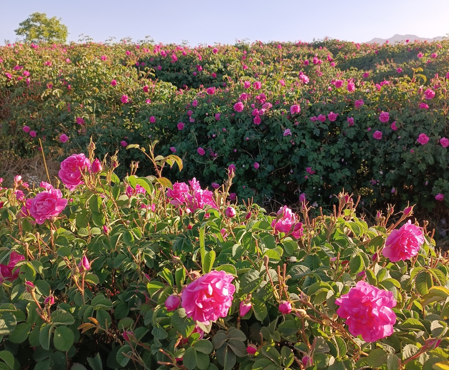 خنک&zwnj;ترین منطقه کرمان با شهرت جهانی در عطر و طعم گلاب&zwnj;/لاله&zwnj;زار نامزد شایسته