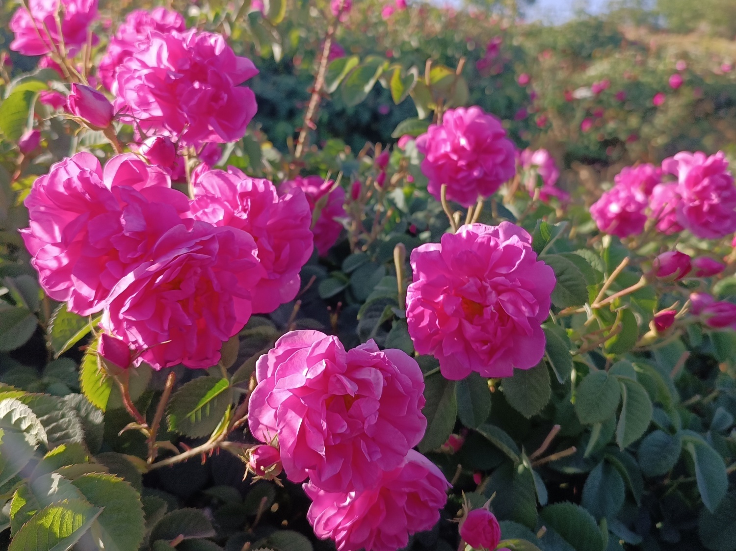 خنک&zwnj;ترین منطقه کرمان با شهرت جهانی در عطر و طعم گلاب&zwnj;/لاله&zwnj;زار نامزد شایسته