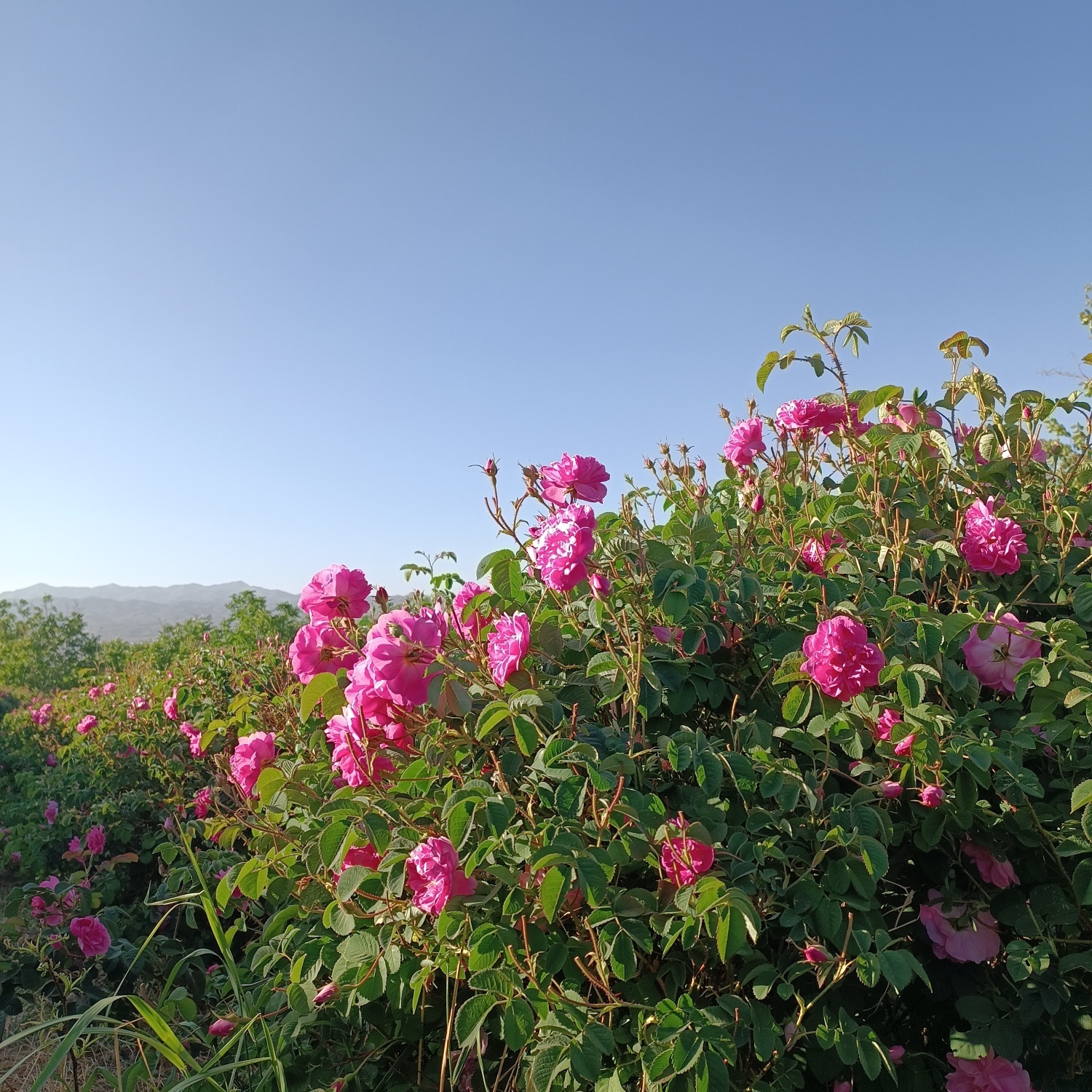 خنک&zwnj;ترین منطقه کرمان با شهرت جهانی در عطر و طعم گلاب&zwnj;/لاله&zwnj;زار نامزد شایسته