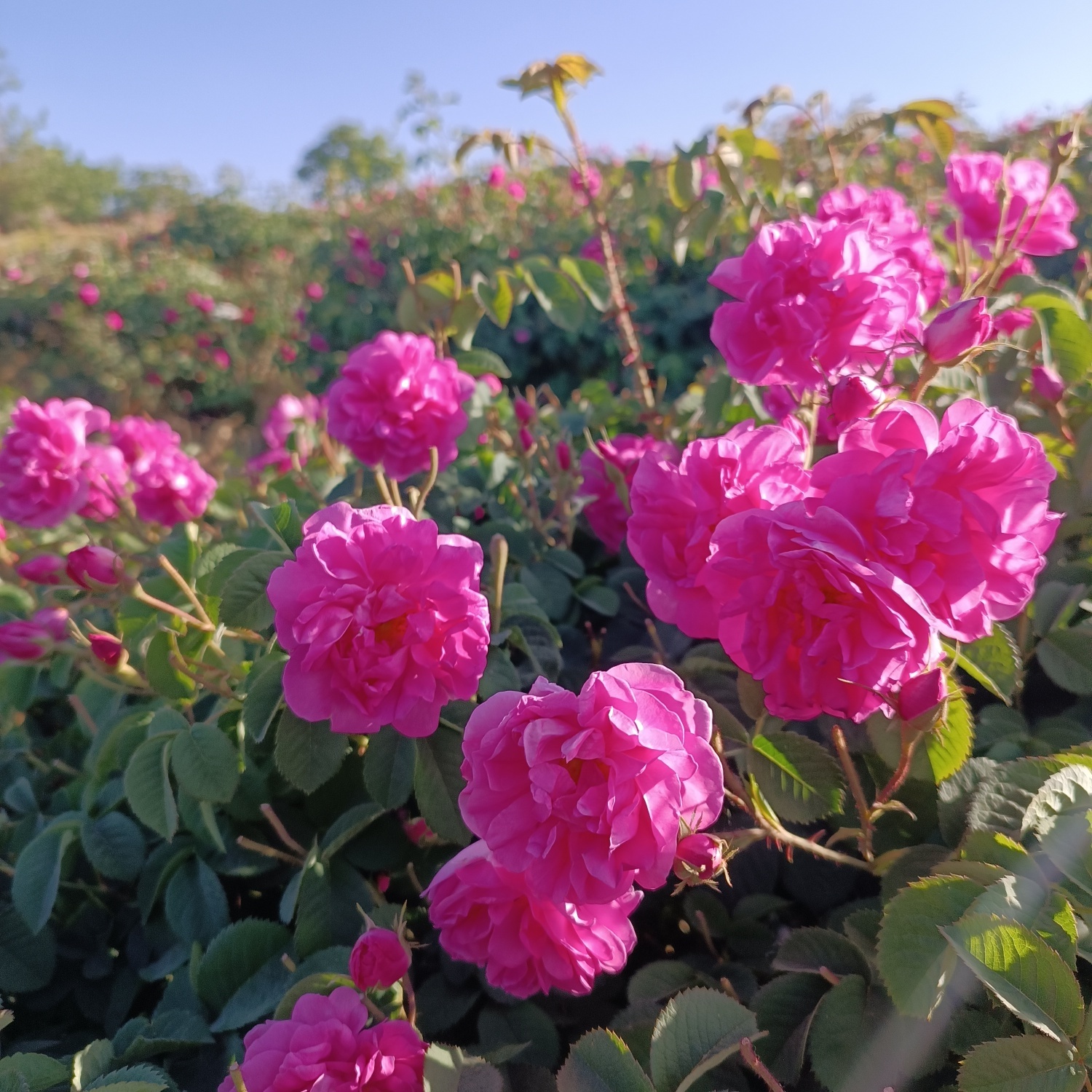 خنک&zwnj;ترین منطقه کرمان با شهرت جهانی در عطر و طعم گلاب&zwnj;/لاله&zwnj;زار نامزد شایسته