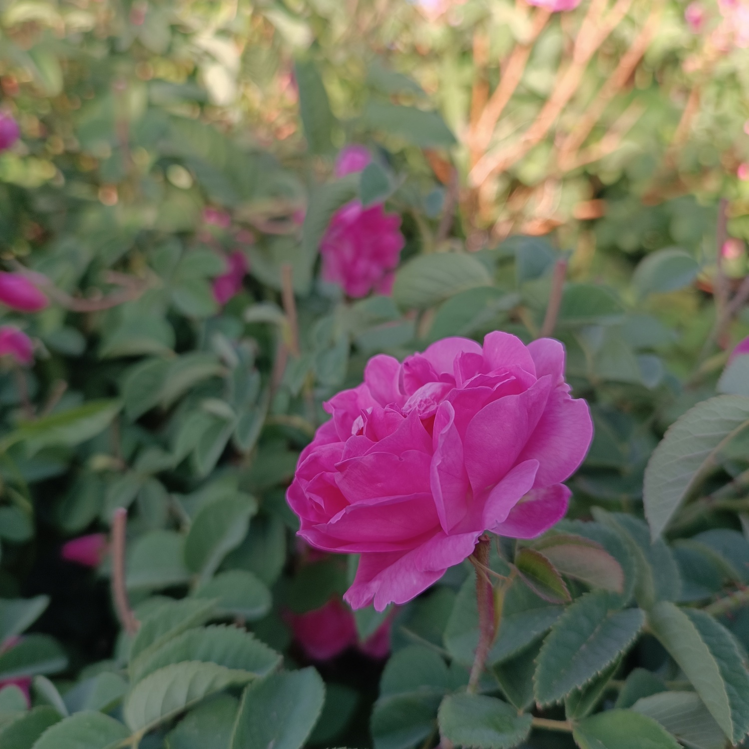 خنک&zwnj;ترین منطقه کرمان با شهرت جهانی در عطر و طعم گلاب&zwnj;/لاله&zwnj;زار نامزد شایسته