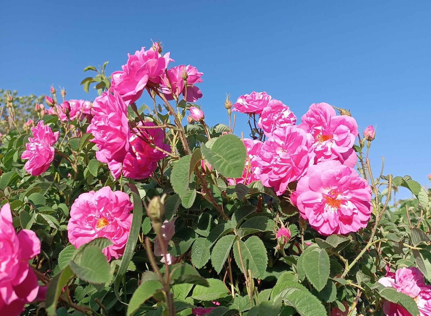 خنک&zwnj;ترین منطقه کرمان با شهرت جهانی در عطر و طعم گلاب&zwnj;/لاله&zwnj;زار نامزد شایسته