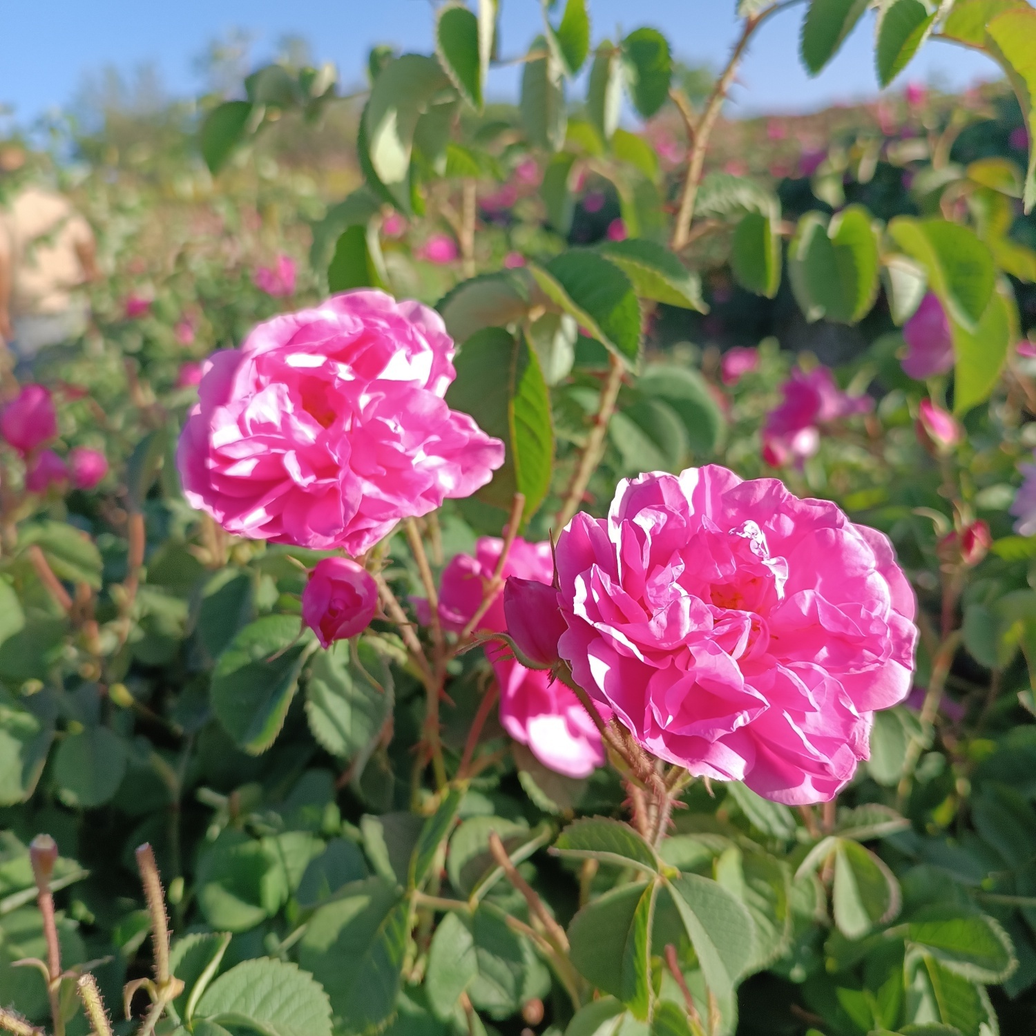 خنک&zwnj;ترین منطقه کرمان با شهرت جهانی در عطر و طعم گلاب&zwnj;/لاله&zwnj;زار نامزد شایسته