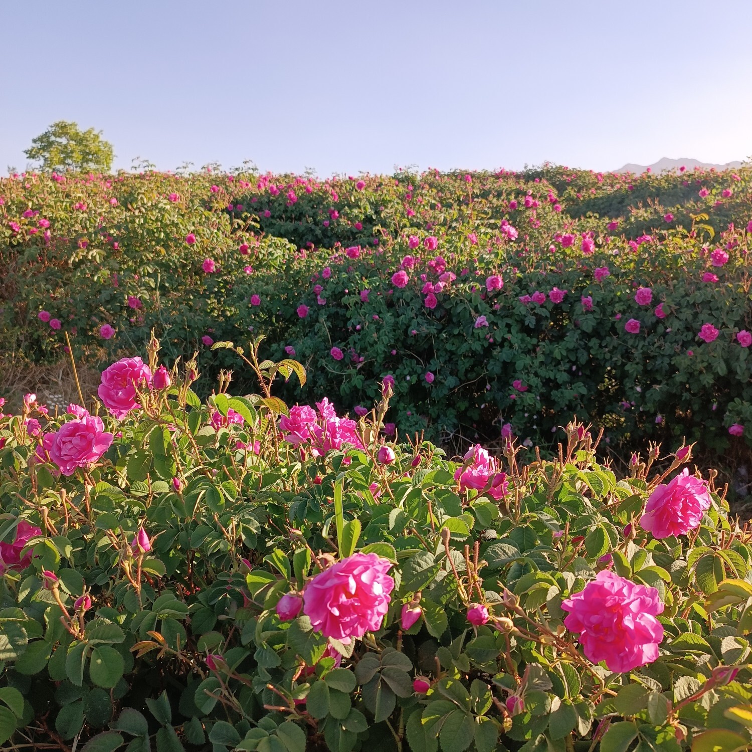 خنک&zwnj;ترین منطقه کرمان با شهرت جهانی در عطر و طعم گلاب&zwnj;/لاله&zwnj;زار نامزد شایسته