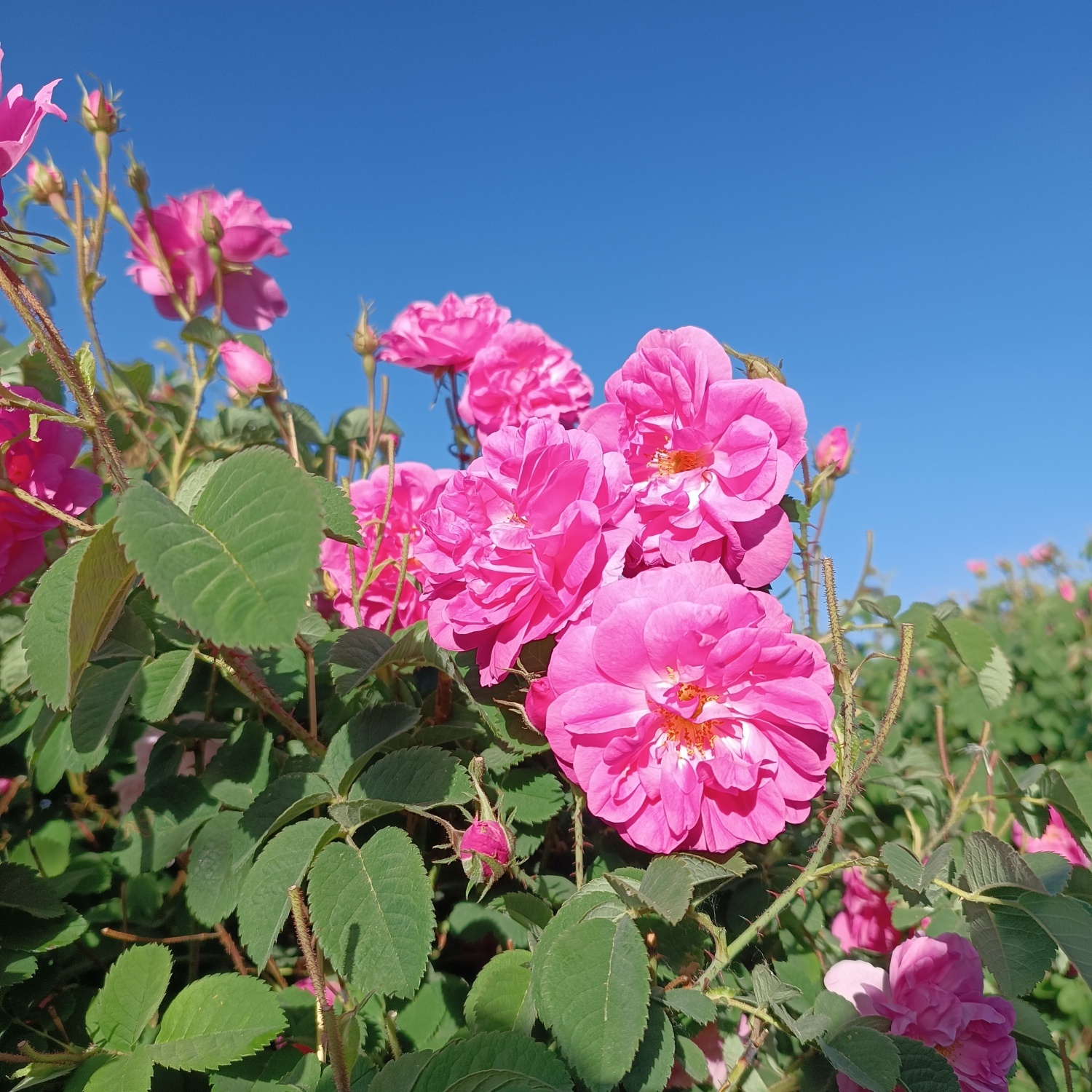 خنک&zwnj;ترین منطقه کرمان با شهرت جهانی در عطر و طعم گلاب&zwnj;/لاله&zwnj;زار نامزد شایسته