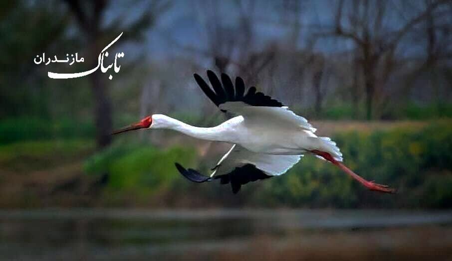 سومین سال چشم&zwnj;انتظاری مازندران برای درنای امید